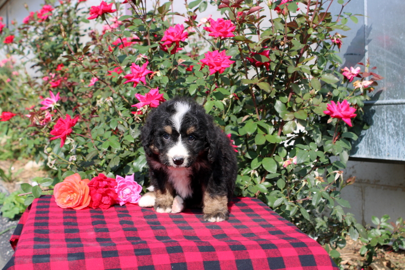 puppy, for, sale, Bernedoodle, Matthew B. Stoltzfus, dog, breeder, Gap, PA, dog-breeder, puppy-for-sale, forsale, nearby, find, puppyfind, locator, puppylocator, aca